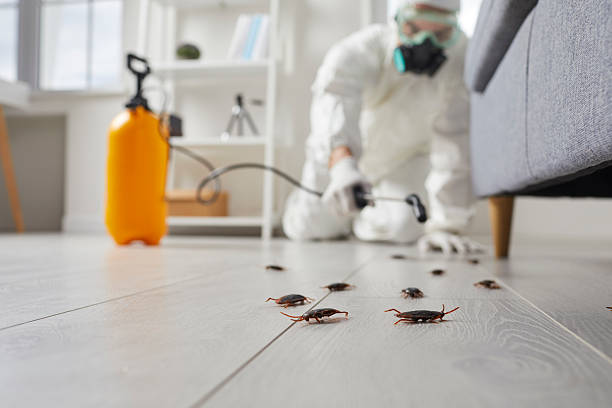 Commercial Kitchen Cockroach Control in New Rockford